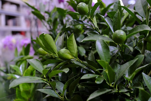 Una planta de Citrofortunella con limones en maceta. Limón cítrico calamondin. Venta en la tienda. Enfoque selectivo.