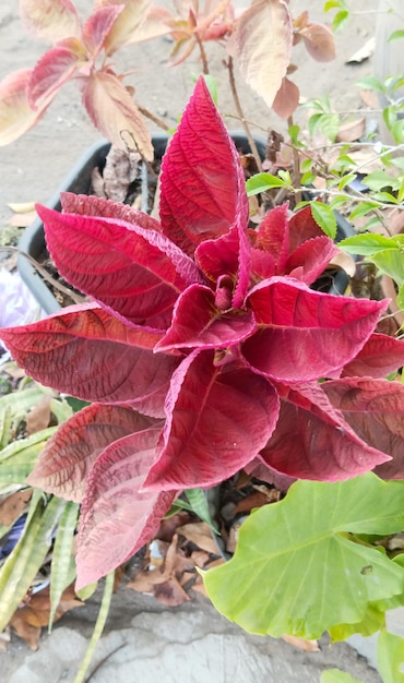 Planta Coleus tomada desde un ángulo de primer plano