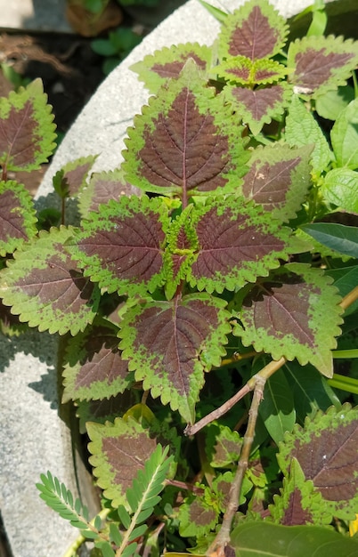 Planta de Coleus