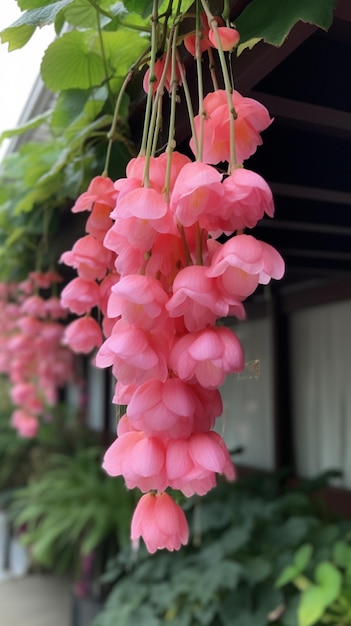 Una planta colgante con flores rosas colgando de ella.