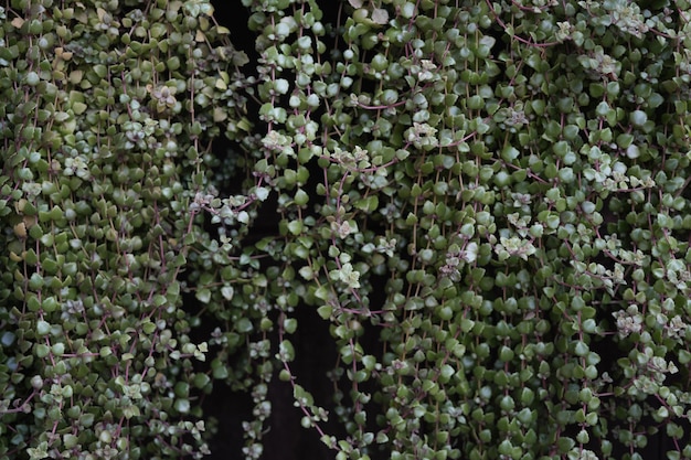 Planta colgante de Pilea Depressa en primer plano