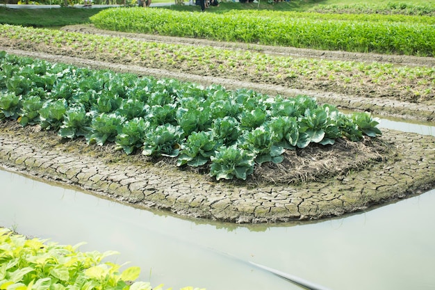 Planta de coliflor en el jardín de la granja de plantaciones agrícolas en el campo en Nonthaburi Tailandia