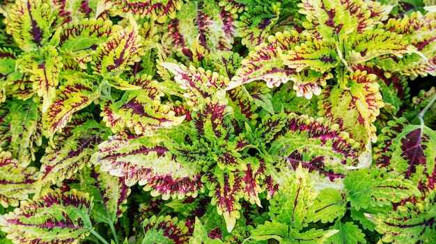 Planta colorida del coleo en un jardín.