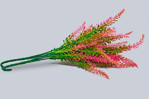 Foto una planta colorida con hojas rosas y verdes que dice rosa