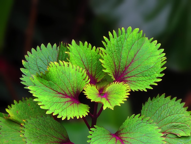 Una planta colorida con hojas verdes y moradas.