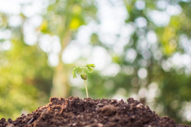 planta com bokeh e fundo da natureza