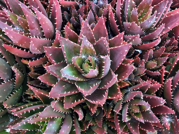 Foto planta com folhas roxas e verdes com manchas brancas lindas suculentas fundo aloe