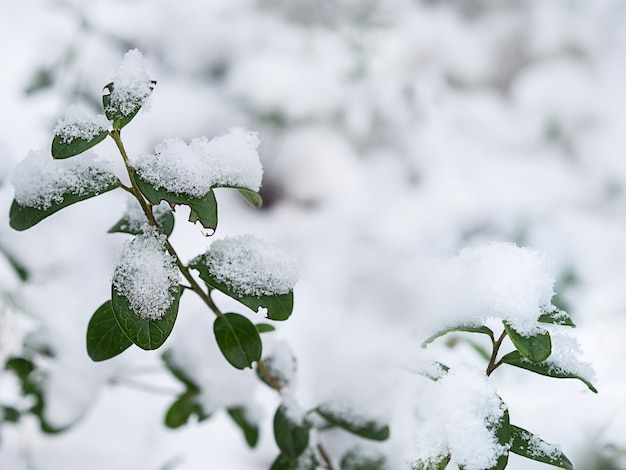 Planta com folhas verdes sob a neve em um fundo de neve