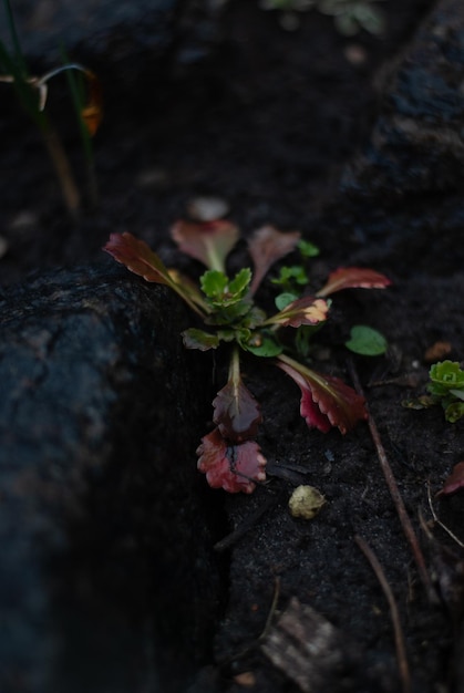 Planta com folhas vermelhas e verdes