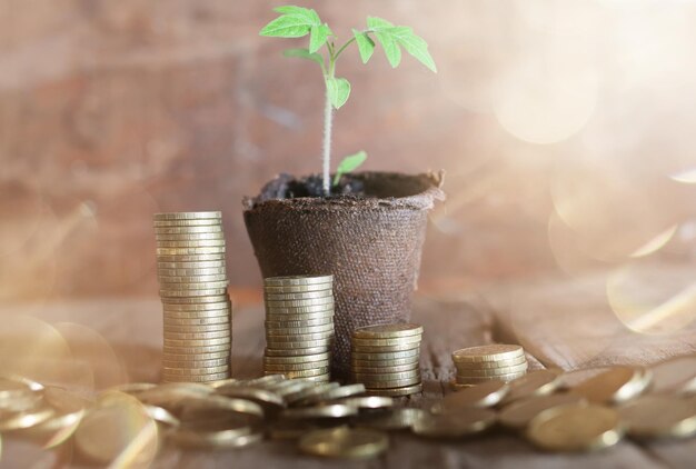 Planta com moedas em fundo de madeira