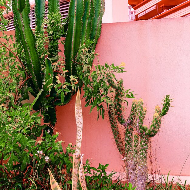 Planta en concepto rosa. Cactus y verde. Mínimo en la ciudad