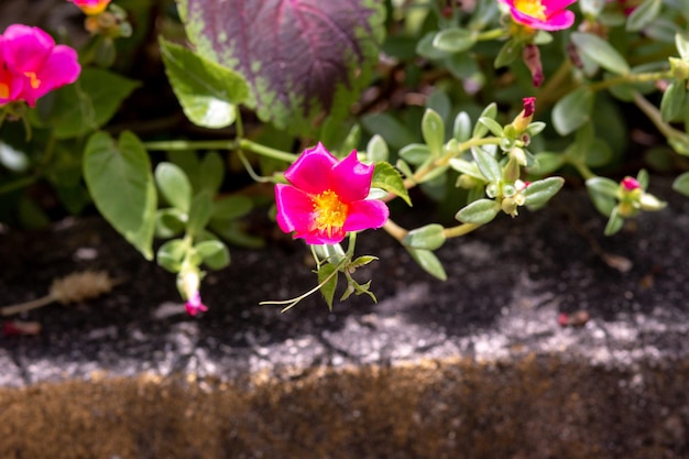 Planta conhecida com onze horas em um jardim no Rio de Janeiro