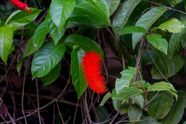 Foto planta conocida como cepillo de mono en un jardín en río de janeiro, brasil.