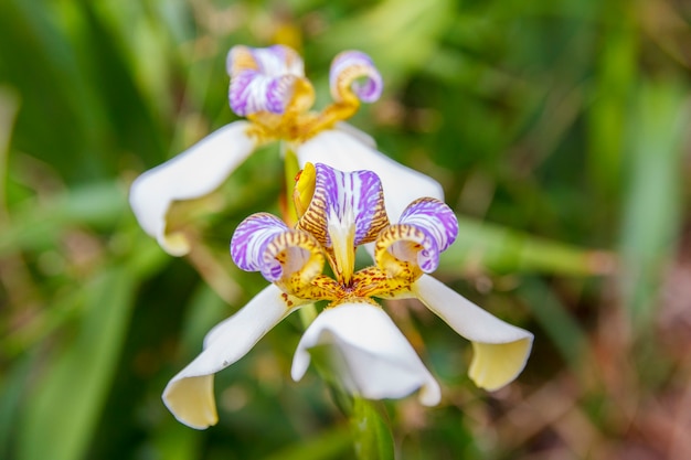 Planta conocida como iris falso