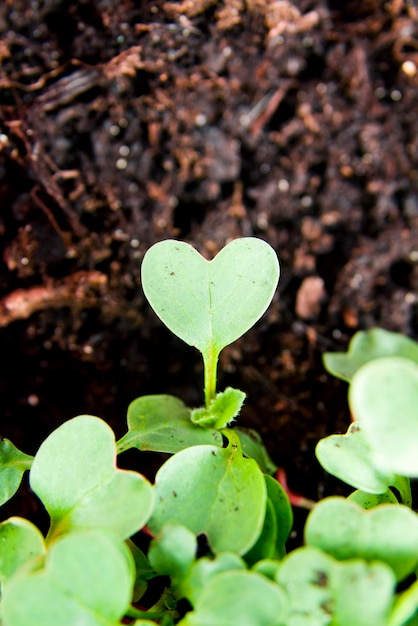 Planta de corazón verde que brota en el jardín