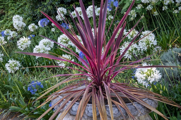 Planta Cordyline Australis