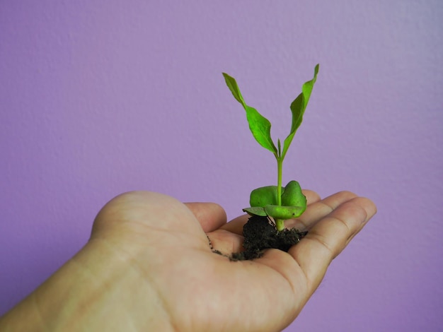 Foto planta cortada com a mão contra a parede roxa