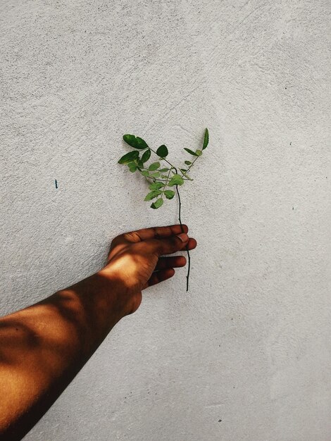 Foto planta cortada com a mão contra a parede