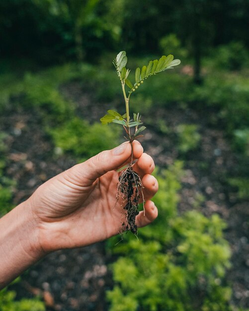 Foto planta cortada para la jardinería