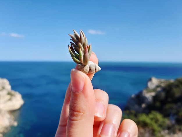 Foto planta cortada con la mano contra el mar