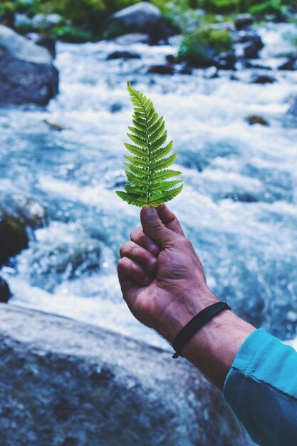 Foto planta cortada con la mano por río