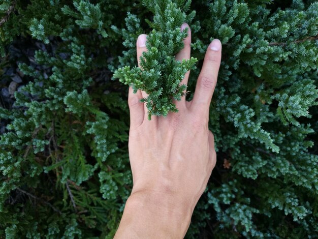 Foto planta cortada para segurar a mão