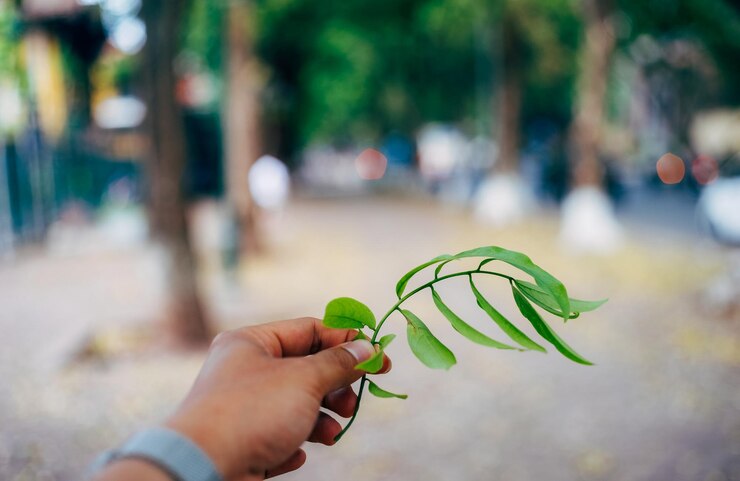 Foto planta cortada para segurar a mão