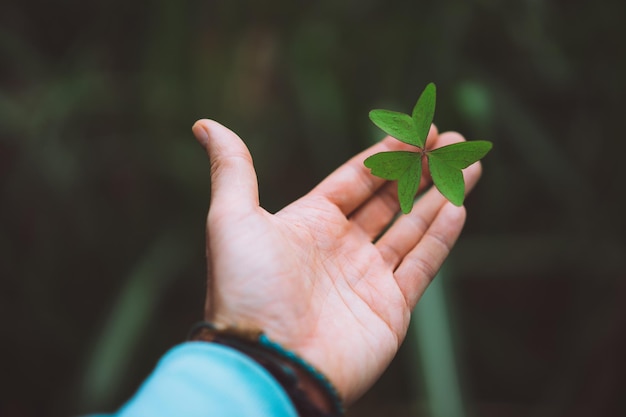 Foto planta cortada para segurar a mão