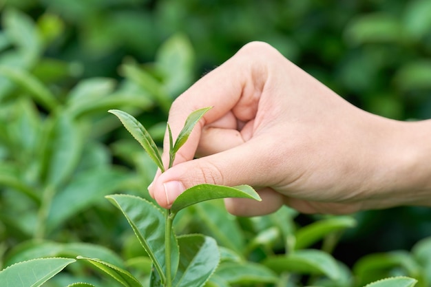 Planta cortada para segurar a mão