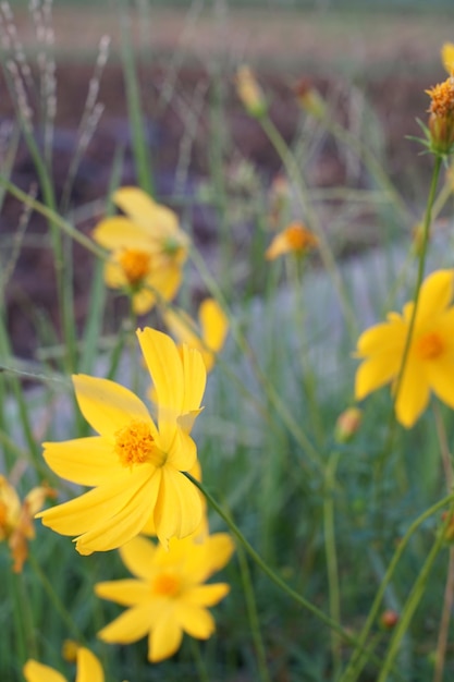 Planta cosmos sulfúrica con flores amarillas