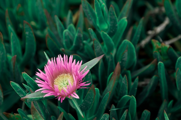 Planta costera suculenta Carpobrotus rossii o carcalla, que crece en las dunas costeras.