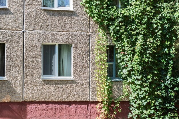 La planta crece en la pared de un edificio.