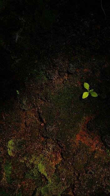 Una planta crece en una roca en la oscuridad.