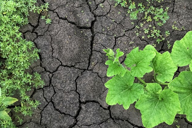 Una planta crece en un suelo agrietado