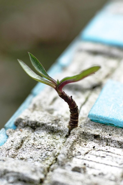 Una planta crece a través de una grieta en un azulejo azul.