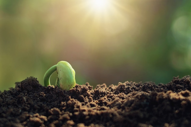 Planta de crecimiento de brotes verdes con luz solar