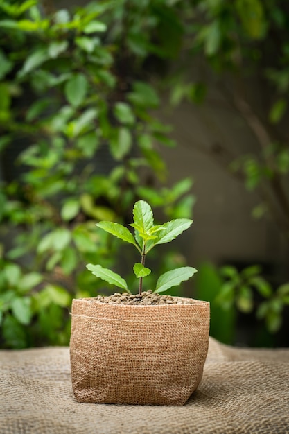 Planta en crecimiento en una maceta de saco