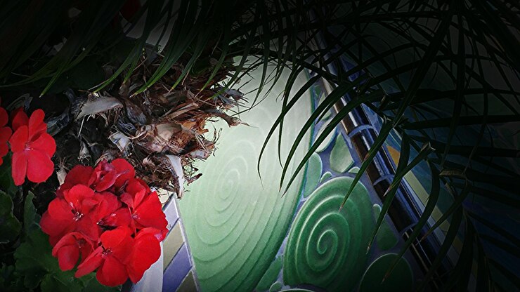 Foto planta crescendo ao fundo