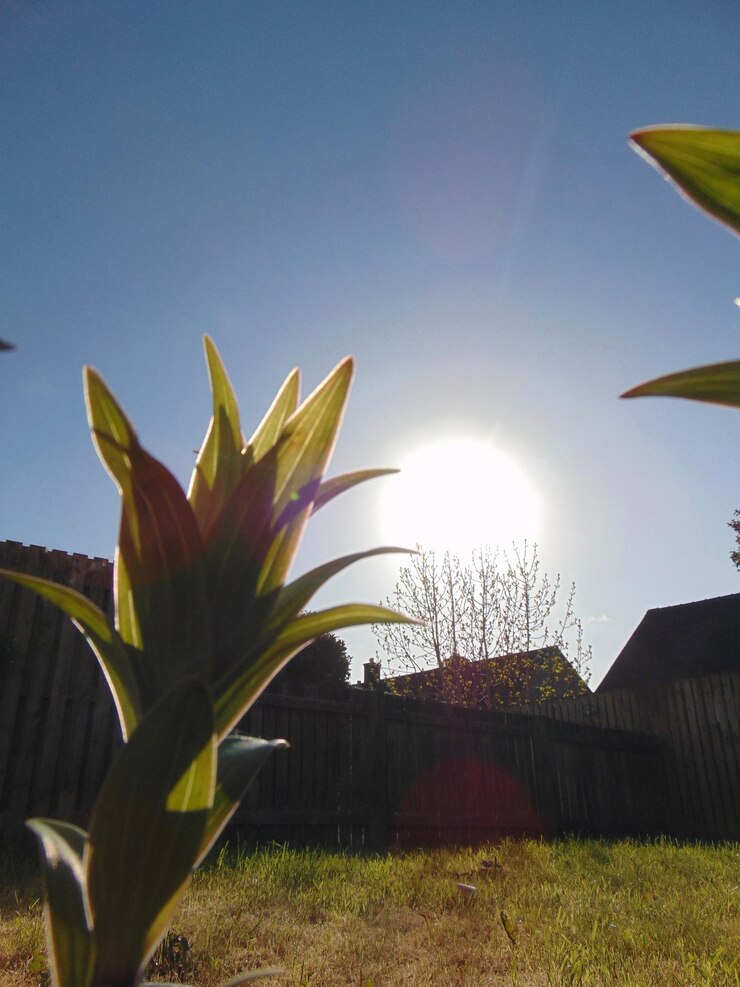 Foto planta crescendo contra o céu