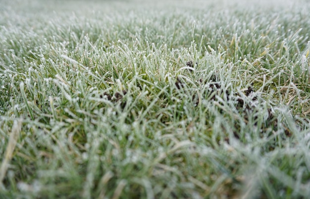 Planta crescendo em campo gramado
