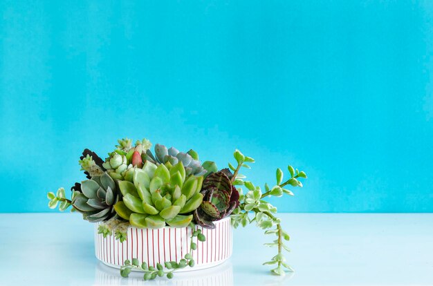 Foto planta crescendo em mesa contra fundo azul