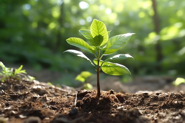 Foto planta crescendo em terras agrícolas ou florestas com luz solar durante o dia planta está crescendo dia mundial da terra