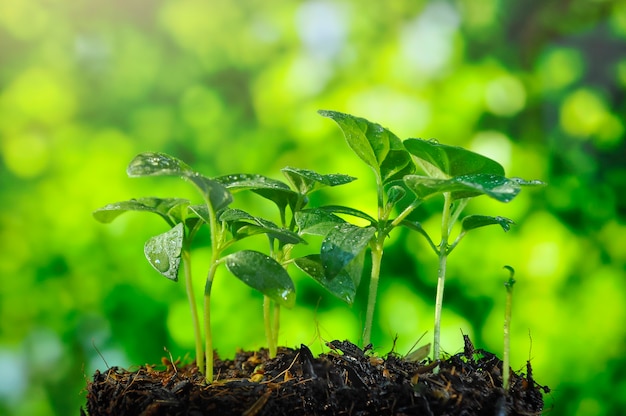 Planta crescente, mudas que crescem na luz da manhã