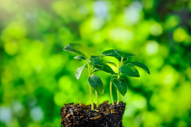 Foto planta crescente, mudas que crescem na luz da manhã