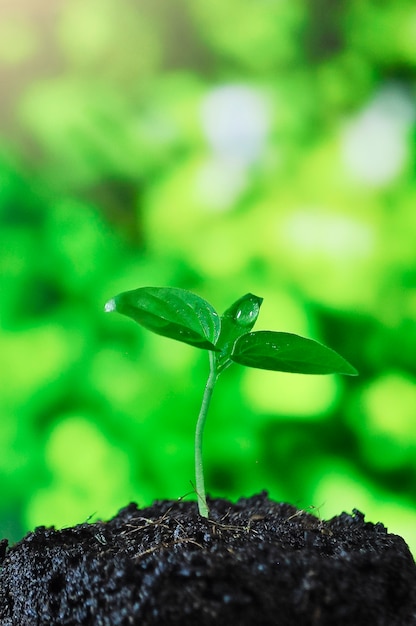 Planta crescente, mudas que crescem na luz da manhã