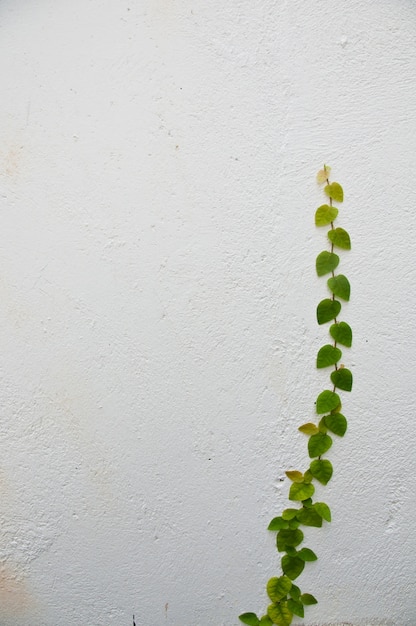 Planta crescer em uma parede branca