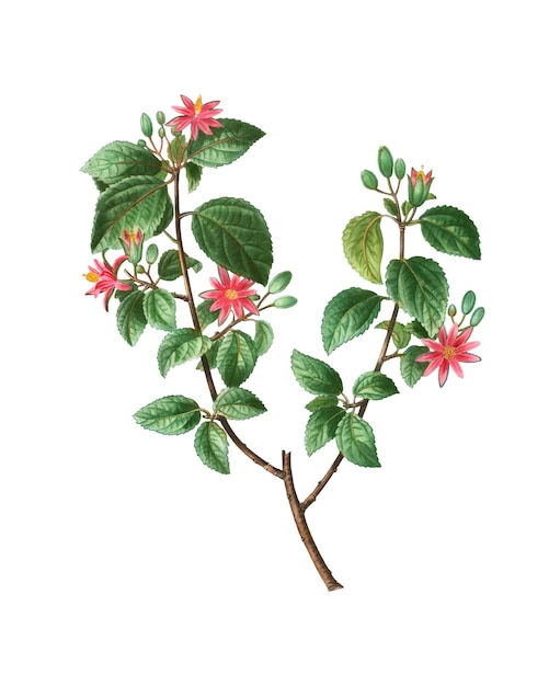 Planta de crucero transparente en png