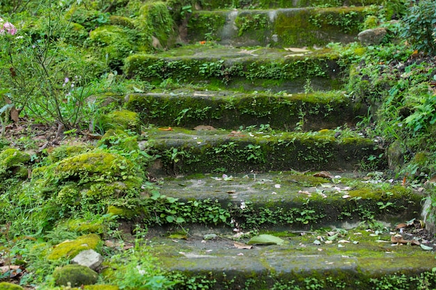 planta cubierta de escalera de piedra en el parque