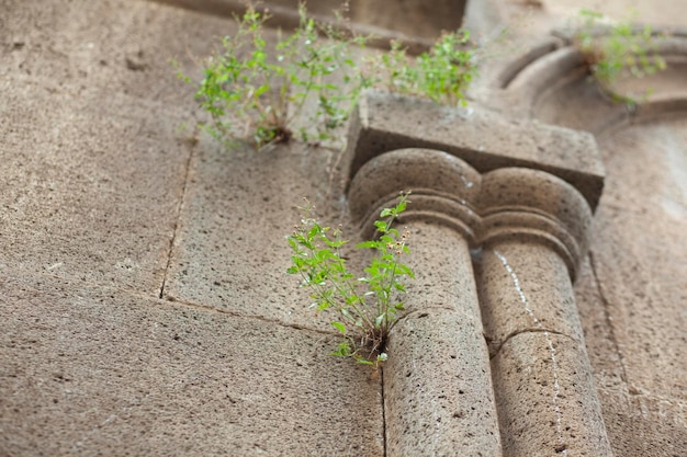 Planta cultivada en un edificio.