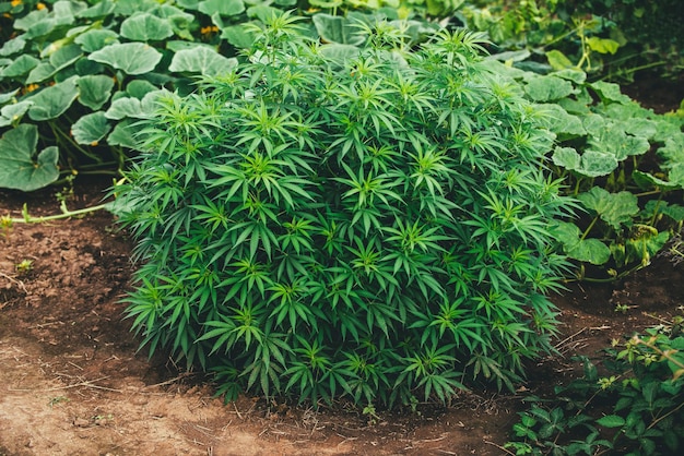 Planta de cultivo de marihuana al aire libre hierba medicinal de cannabis